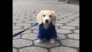 Filhote de dachshund pensa que o seu reflexo é outro cão