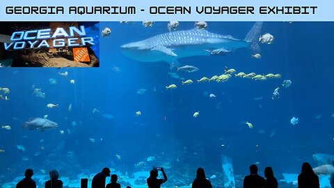 The Georgia Aquarium: Ocean Voyager Exhibit