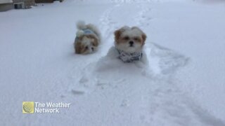 Cute pups bound across snowy backyard