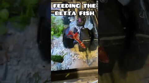 FEEDING THE BETTA FISH #aquarium #fishtank #bettafish #feedingfish #fightingfish