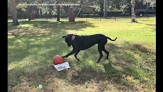 Playful Great Danes Prefer Jolly Ball Fun To Newspaper Delivery