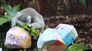 Ces suricates et lémuriens fêtent aussi Pâques