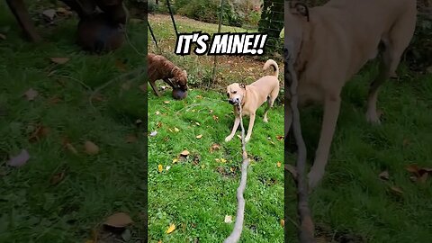 Playin tug with mom! #tugofwar #funwithdogs