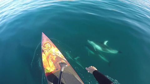 Paddle Boarding With A Friendly Pod Of Dolphins
