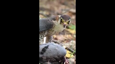 Birds of Prey Falcon Killed a Pigeon