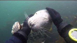 O melhor amigo dos mergulhadores é... a foca!