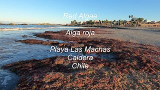 Alga roja..Red Algae en Playa Las Machas, Caldera, Chile