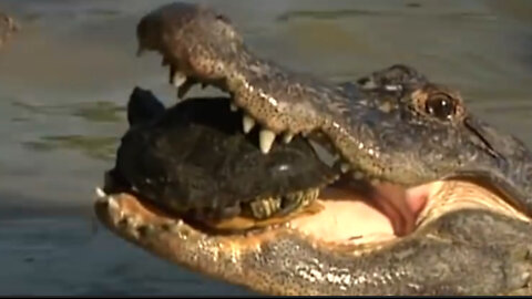 When crocodiles prey on turtles