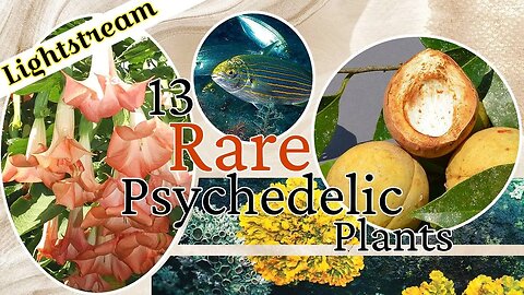 Psychedcelic and Medicinal Plant AMA and Ayahuasca Retreat Update