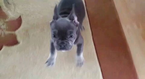 Little French Bulldog guarding his family