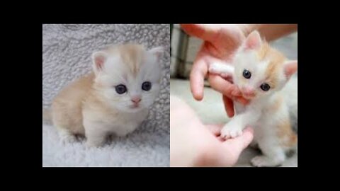 Baby cats funny and cute cats and Kitten Video compilation 2022