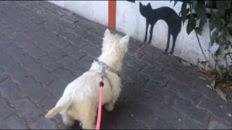 Koira pelkää seinään piirrettyä kissaa