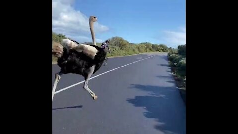 Ostrich Loves To Run with cyclists