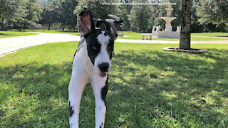 What It Looks Like When A Happy Great Dane Runs Towards You