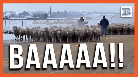 March of the Sheeps! Hundreds of Sheep Flocked Through Idaho Town per Tradition