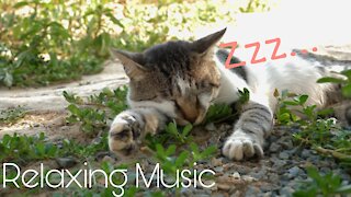 Relaxing music - Cat sleeping in the garden