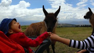 Giggles Erupt From Delighted Child As Alpacas Go Crazy For Salt