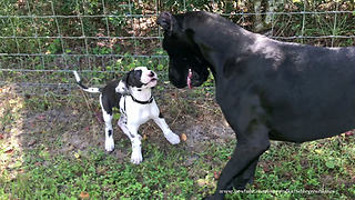 Great Dane and 9 Week Old Puppy Enjoy a Playful Walk