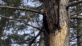 Pileated Wood Pecker is back