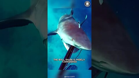 Bull Shark 🦈 The Most Dangerous Shark!