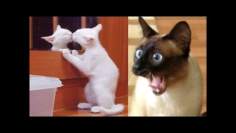 🐶🐱 Funny Cat Reaction Videos - Try Not To Laugh 🤣| Super Dog