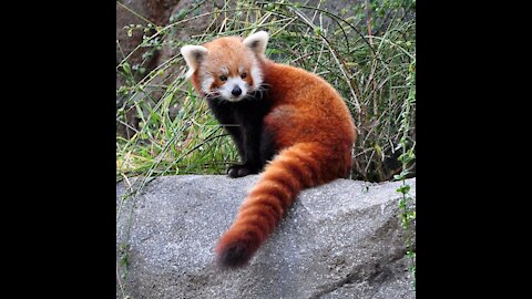 [Japanese Synonymous with red panda] Red Panda [Chiba Zoological Park in Chiba, Japan]