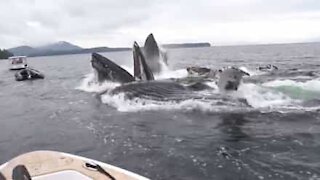 Le megattere escono dall'acqua e spaventano i turisti