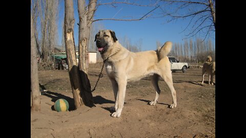 Wolf Hunting Kangal Dog