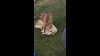 Dog can’t find comfy spot