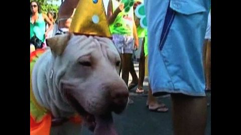 Rio Dog Carnival