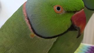 Coco the Talking Indian Ringneck Parakeet (Parrot) Talking, Kissing and being Cute