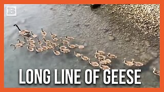 Goose Seen Leading Seemingly Endless Stream of Baby Geese