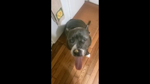 Pit bull peanut butter pbpb long tongue