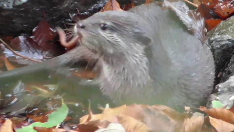 Sanitary otter washes worm in stream before eating it