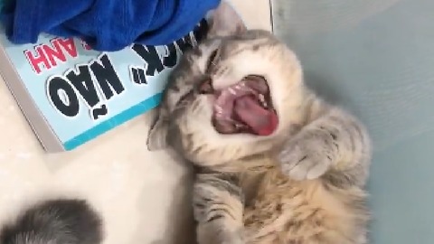 wake up the kitten after long sleep