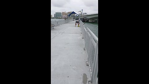 Beautiful big bird on the pier