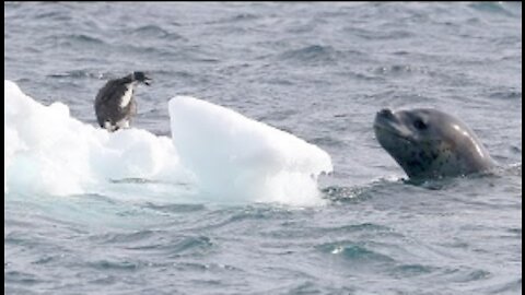 Leopard Seal vs Penguin Chick - Nature is amazing