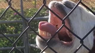 Cute Talking Animals | Funny Pet Videos Compilation | #thatpetlife