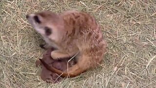 Reid Park Zoo welcomes meerkat pups