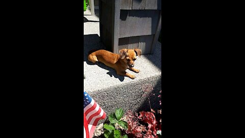 Loki the Chiweenie - Doing his favorite thing - Relaxing in the sun!