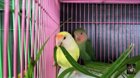 Pet Shop Birds. #whitenoise Sounds that can help with relaxing and more. #ASMR