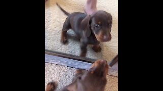 Puppy's reaction to mirror reflection will melt your heart