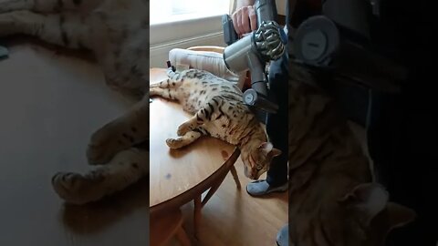 Bengal cat loves being vacuumed #dyson #bengalcat #catlovesvacuum