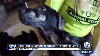 Dog abandoned in Miami now recovering at Boynton Beach animal rescue