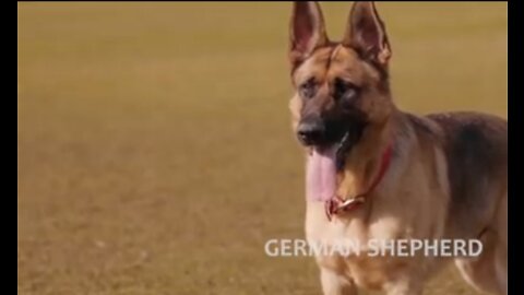Training the German Shepard, German Shepard dog trainings, German Shepard