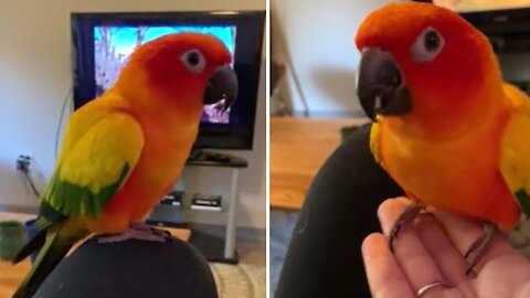 How to teach your bird the beginnings of recall training