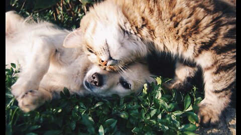 Cute Cat And Dog Doing Funn: Ways For Better Cute Cat And Dog Doing Funn