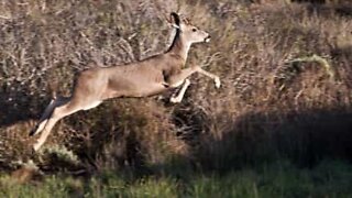 Motorcyclist hits deer