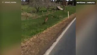 Canguru acompanha ciclista durante percurso