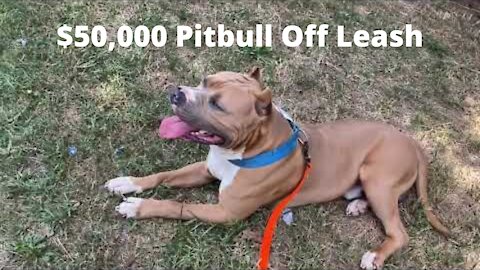 $50,000 Pitbull Off Leash|